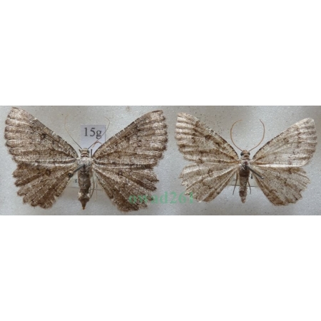 Charissa obscurata (Denis & Schiffermüller, 1775) pair Pomrok ciemniak Czech15g